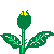yellow_rose